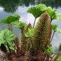 Giant Rhubarb 100 Seeds Gunnera maniculata