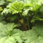 Giant Rhubarb 100 Seeds Gunnera maniculata
