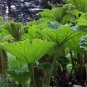 Giant Rhubarb 100 Seeds Gunnera maniculata