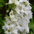 White Larkspur 100 Seeds Delphinium elatum White Larkspur 100 Seeds Delphinium elatum
