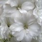 White Larkspur 100 Seeds Delphinium elatum