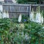 White Larkspur 100 Seeds Delphinium elatum