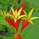 Indian Pink Spigelia marilindica 20 Seeds