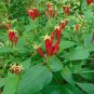 Indian Pink Spigelia marilindica 20 Seeds