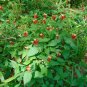 Indian Pink Spigelia marilindica 20 Seeds