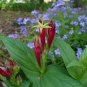 Indian Pink Spigelia marilindica 20 Seeds