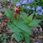 Indian Pink Spigelia marilindica 20 Seeds