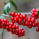 Yaupon Holly Ilex vomitoria 100 Seeds