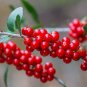 Yaupon Holly Ilex vomitoria 100 Seeds