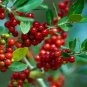 Yaupon Holly Ilex vomitoria 100 Seeds