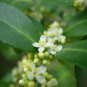 Yaupon Holly Ilex vomitoria 100 Seeds