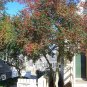 Yaupon Holly Ilex vomitoria 100 Seeds