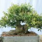 Yaupon Holly Ilex vomitoria 100 Seeds