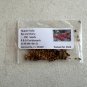 Yaupon Holly Ilex vomitoria 100 Seeds