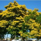 Yellow Poinciana Peltophorum pterocarpum 20 Seeds