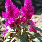 Pink Celosia 250 Seeds Celosia plumosa Pink Celosia 250 Seeds Celosia plumosa