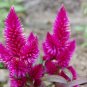 Pink Celosia 250 Seeds Celosia plumosa