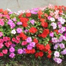 Impatiens Mix 100 Seeds Impatiens walleriana Impatiens Mix 100 Seeds Impatiens walleriana