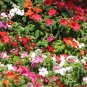Impatiens Mix 100 Seeds Impatiens walleriana