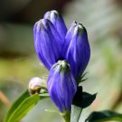 Bottle Gentian 750 Seeds  Gentiana andrewsii