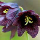 Chocolate Lily Fritillaria camschatcensis 25 Seeds Chocolate Lily Fritillaria camschatcensis 25 Seeds