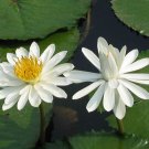 White Water Lily Nymphaea pubescens 10 Seeds