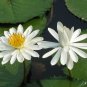 White Water Lily Nymphaea pubescens 10 Seeds