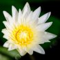 White Water Lily Nymphaea pubescens 10 Seeds