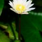 White Water Lily Nymphaea pubescens 10 Seeds