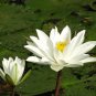 White Water Lily Nymphaea pubescens 10 Seeds