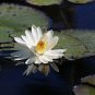 White Water Lily Nymphaea pubescens 10 Seeds