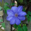 Purple Clematis 25 Seeds Clematis Hybrid Purple Clematis 25 Seeds Clematis Hybrid