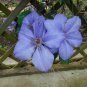 Purple Clematis 25 Seeds Clematis Hybrid
