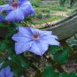Purple Clematis 25 Seeds Clematis Hybrid