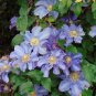 Purple Clematis 25 Seeds Clematis Hybrid