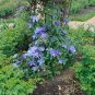 Purple Clematis 25 Seeds Clematis Hybrid