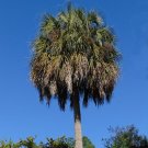 Sabal Palm  100 Seeds  Sabal palmetto