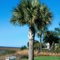 Sabal Palm  100 Seeds  Sabal palmetto