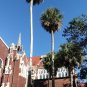Sabal Palm  100 Seeds  Sabal palmetto