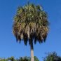 Sabal Palm  100 Seeds  Sabal palmetto