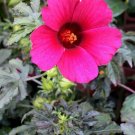 Monarch Rosemallow 15 Seeds Hibiscus radiatus Monarch Rosemallow 15 Seeds Hibiscus radiatus