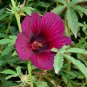 Monarch Rosemallow 15 Seeds Hibiscus radiatus