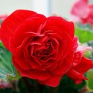 Red Begonia 25 Seeds Begonia tuberhybrida Red Begonia 25 Seeds Begonia tuberhybrida