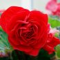 Red Begonia 25 Seeds Begonia tuberhybrida