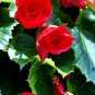 Red Begonia 25 Seeds Begonia tuberhybrida