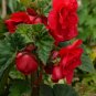 Red Begonia 25 Seeds Begonia tuberhybrida
