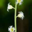 Bishop’s Cap  100 Seeds  Mitella diphylla