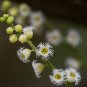 Bishopâs Cap 100 Seeds Mitella diphylla