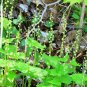 Bishopâs Cap 100 Seeds Mitella diphylla
