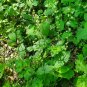 Bishopâs Cap 100 Seeds Mitella diphylla